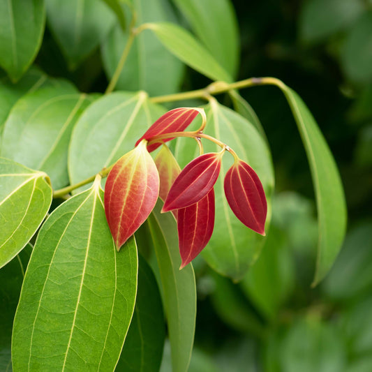 Cinnamon Leaf (Ceylon)