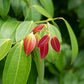 Cinnamon Leaf (Ceylon)